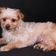 Illustration for article titled I have the cutest dogs ever OMG! (many pics)